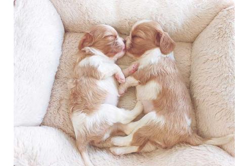 成約済の福岡県のキャバリアキングチャールズスパニエル-74709