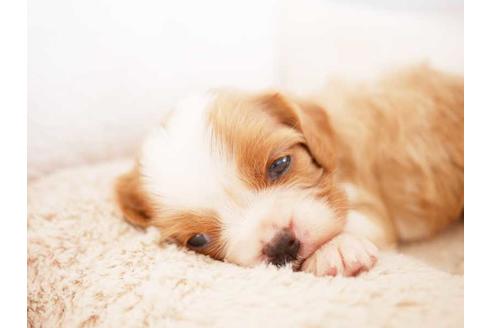 成約済の福岡県のキャバリアキングチャールズスパニエル-74708