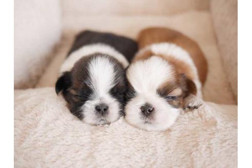 成約済の福岡県のシーズー-75061の1枚目