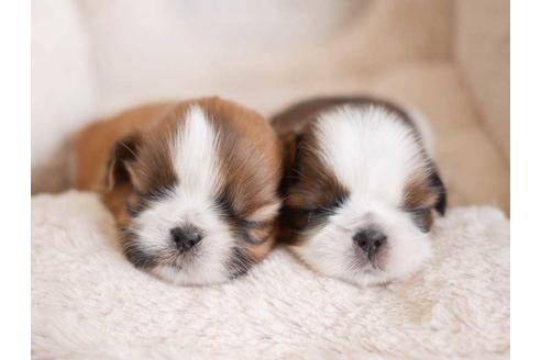 成約済の福岡県のシーズー-75062の1枚目