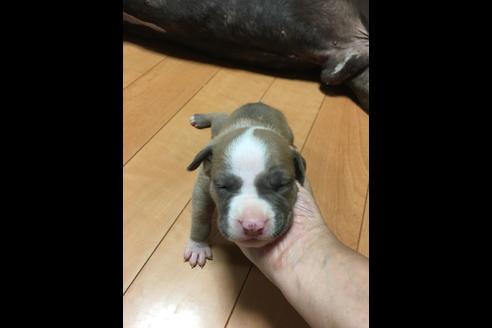 成約済の佐賀県のアメリカンピットブルテリア-75237の41枚目