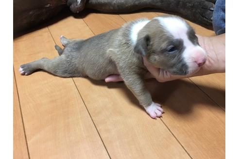 成約済の佐賀県のアメリカンピットブルテリア-75237の39枚目