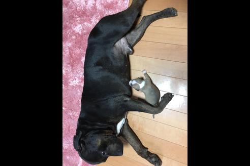 成約済の佐賀県のアメリカンピットブルテリア-75237の38枚目