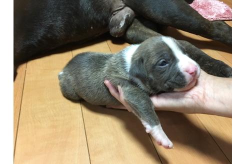 成約済の佐賀県のアメリカンピットブルテリア-75252の47枚目