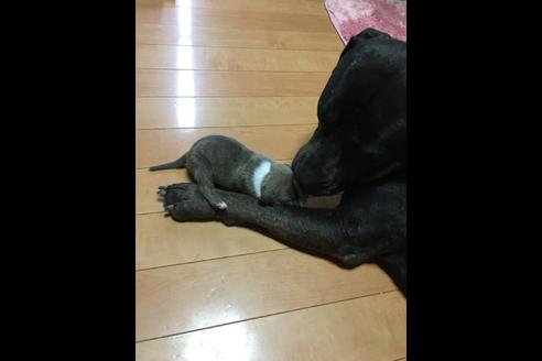 成約済の佐賀県のアメリカンピットブルテリア-75252の46枚目