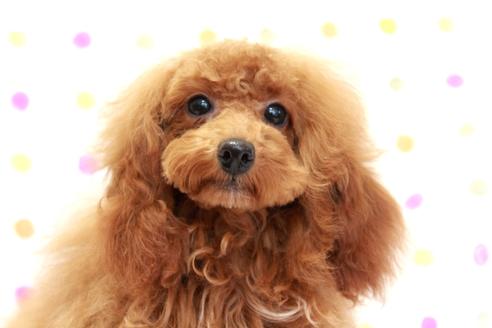 成約済の福岡県のタイニープードル-76233の2枚目