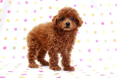 成約済の福岡県のティーカッププードル-76254の3枚目