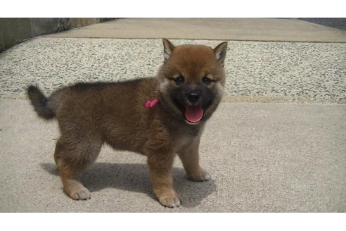 成約済の福岡県の豆柴-74437の4枚目