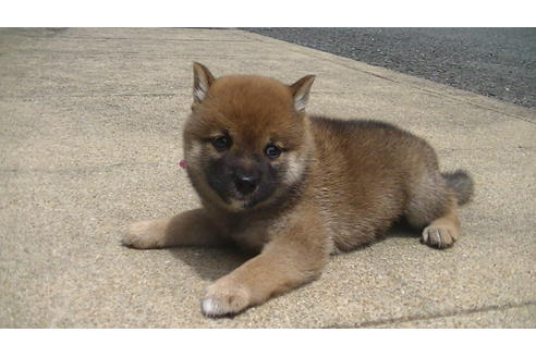 成約済の福岡県の豆柴-74437の3枚目