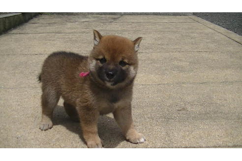 成約済の福岡県の豆柴-74437の1枚目