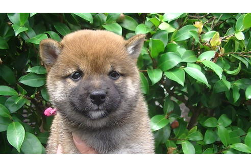 成約済の福岡県の豆柴-74437の2枚目