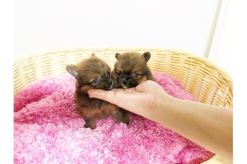 成約済の秋田県のミックス犬-76272