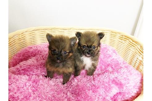 成約済の秋田県のミックス犬-76272の4枚目
