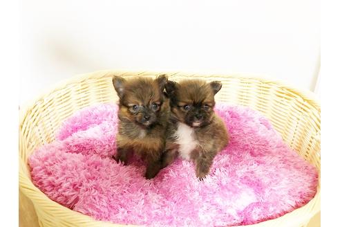 成約済の秋田県のミックス犬-76272の3枚目