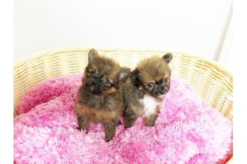 成約済の秋田県のミックス犬-76272の2枚目