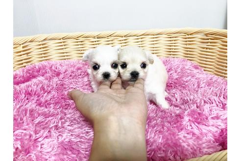 成約済の秋田県のミックス犬-76275