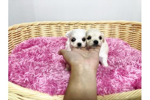 成約済の秋田県のミックス犬-76275の6枚目
