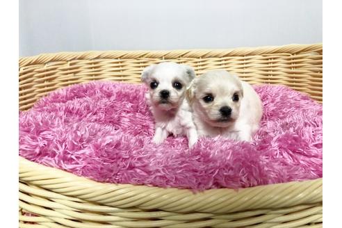 成約済の秋田県のミックス犬-76275の5枚目