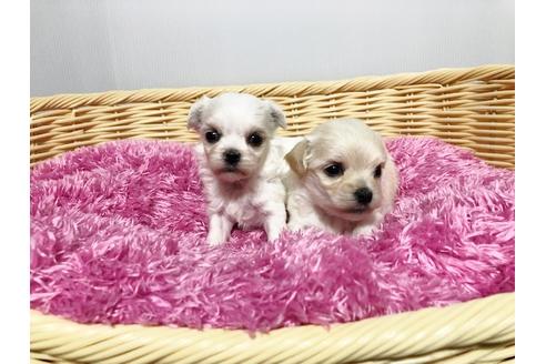 成約済の秋田県のミックス犬-76275の4枚目