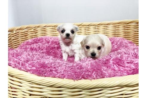 成約済の秋田県のミックス犬-76275の3枚目
