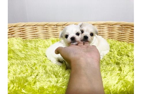 成約済の秋田県のミックス犬-76277の10枚目