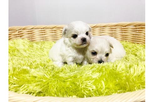 成約済の秋田県のミックス犬-76277の9枚目