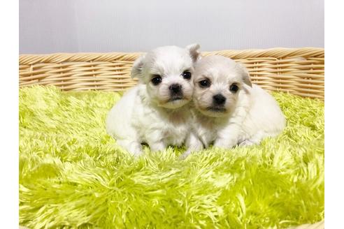 成約済の秋田県のミックス犬-76277の8枚目