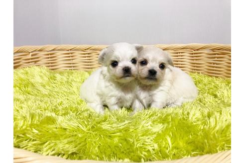 成約済の秋田県のミックス犬-76277の7枚目