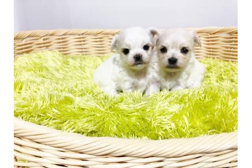 成約済の秋田県のミックス犬-76277の6枚目
