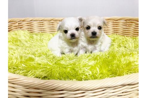 成約済の秋田県のミックス犬-76277の5枚目