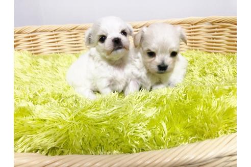 成約済の秋田県のミックス犬-76277の4枚目