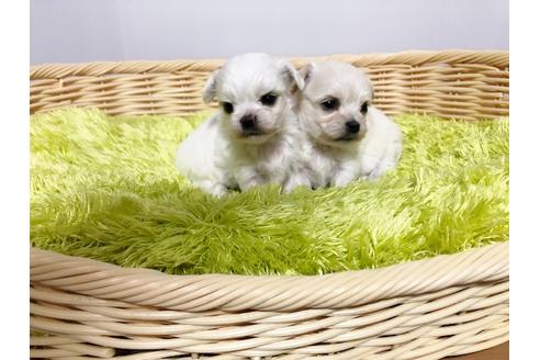 成約済の秋田県のミックス犬-76277の3枚目