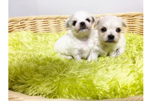 成約済の秋田県のミックス犬-76277の2枚目