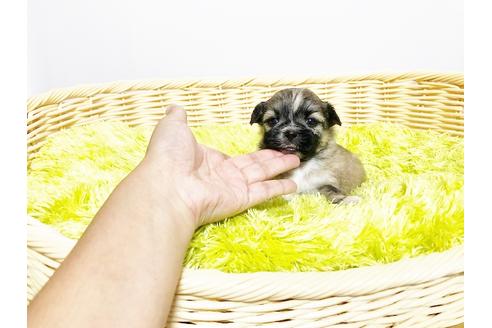 成約済の秋田県のミックス犬-76279の1枚目