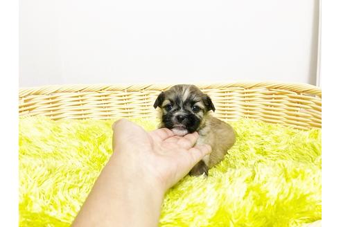 成約済の秋田県のミックス犬-76279の6枚目