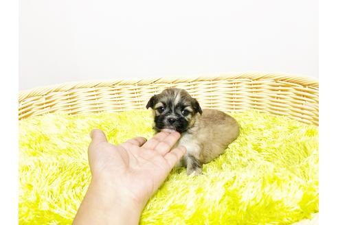 成約済の秋田県のミックス犬-76279の5枚目