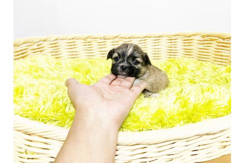 成約済の秋田県のミックス犬-76279の4枚目