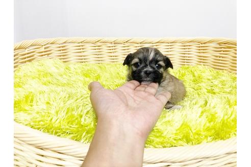 成約済の秋田県のミックス犬-76279の3枚目