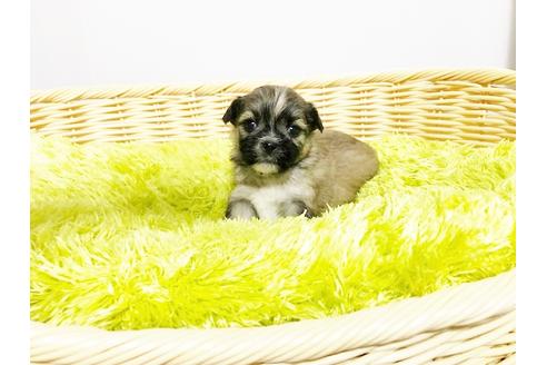 成約済の秋田県のミックス犬-76279の2枚目