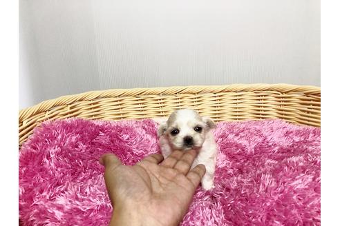 成約済の秋田県のミックス犬-76280の1枚目