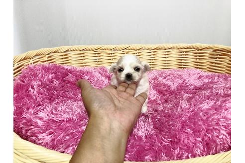 成約済の秋田県のミックス犬-76280の7枚目