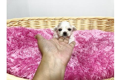 成約済の秋田県のミックス犬-76280の6枚目