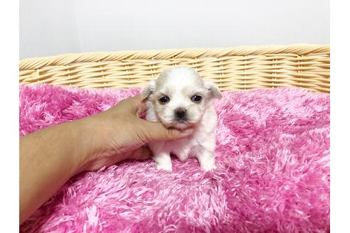成約済の秋田県のミックス犬-76280の5枚目