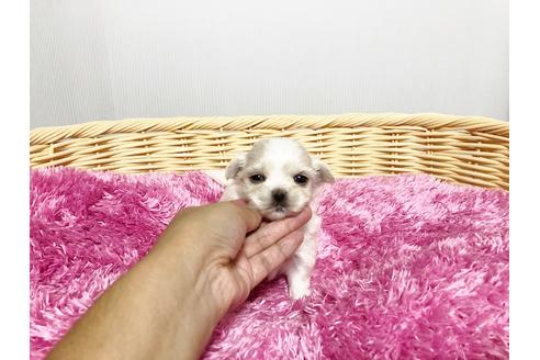 成約済の秋田県のミックス犬-76280の4枚目
