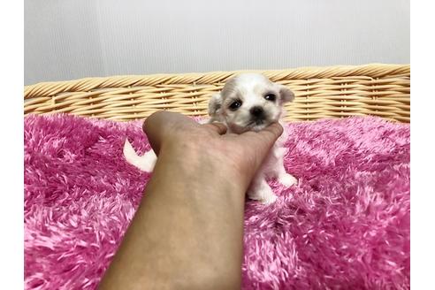 成約済の秋田県のミックス犬-76280の3枚目