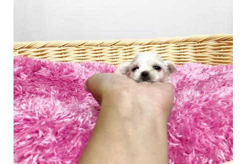 成約済の秋田県のミックス犬-76280の2枚目