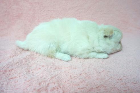 成約済の奈良県のミックス犬-76309の4枚目