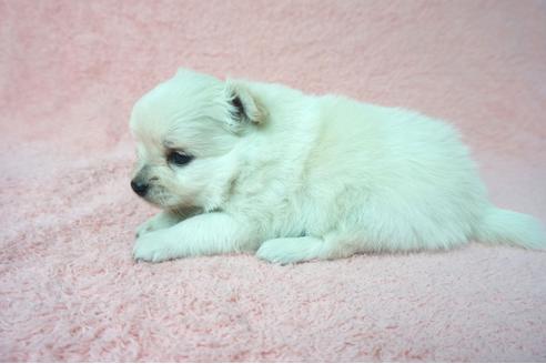 成約済の奈良県のミックス犬-76309の3枚目