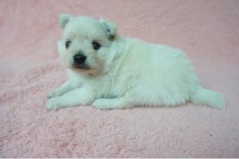 成約済の奈良県のミックス犬-76309の2枚目