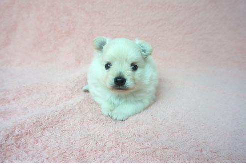 成約済の奈良県のミックス犬-76309